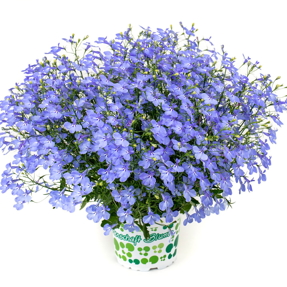 Lobelia 'Hot Plus Aqua' ~ HOT+ Aqua Lobelia-ServeScape