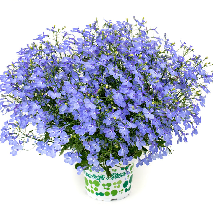 Lobelia 'Hot Plus Aqua' ~ HOT+ Aqua Lobelia-ServeScape