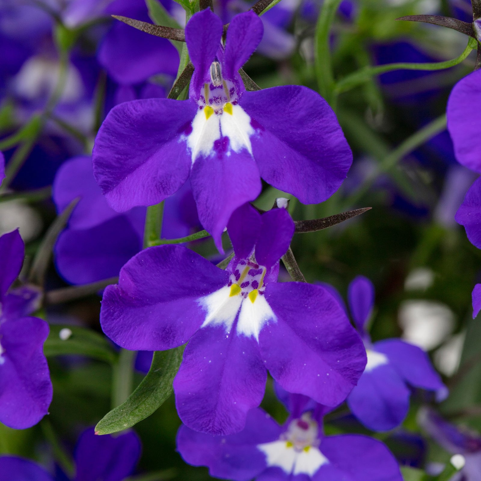 Lobelia 'Hot Plus Dark Blue' ~ HOT+ Dark Blue Lobelia-ServeScape