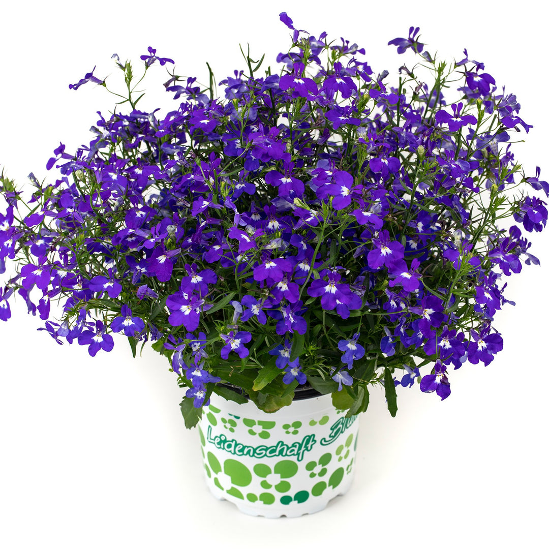 Lobelia 'Hot Plus Dark Blue' ~ HOT+ Dark Blue Lobelia-ServeScape