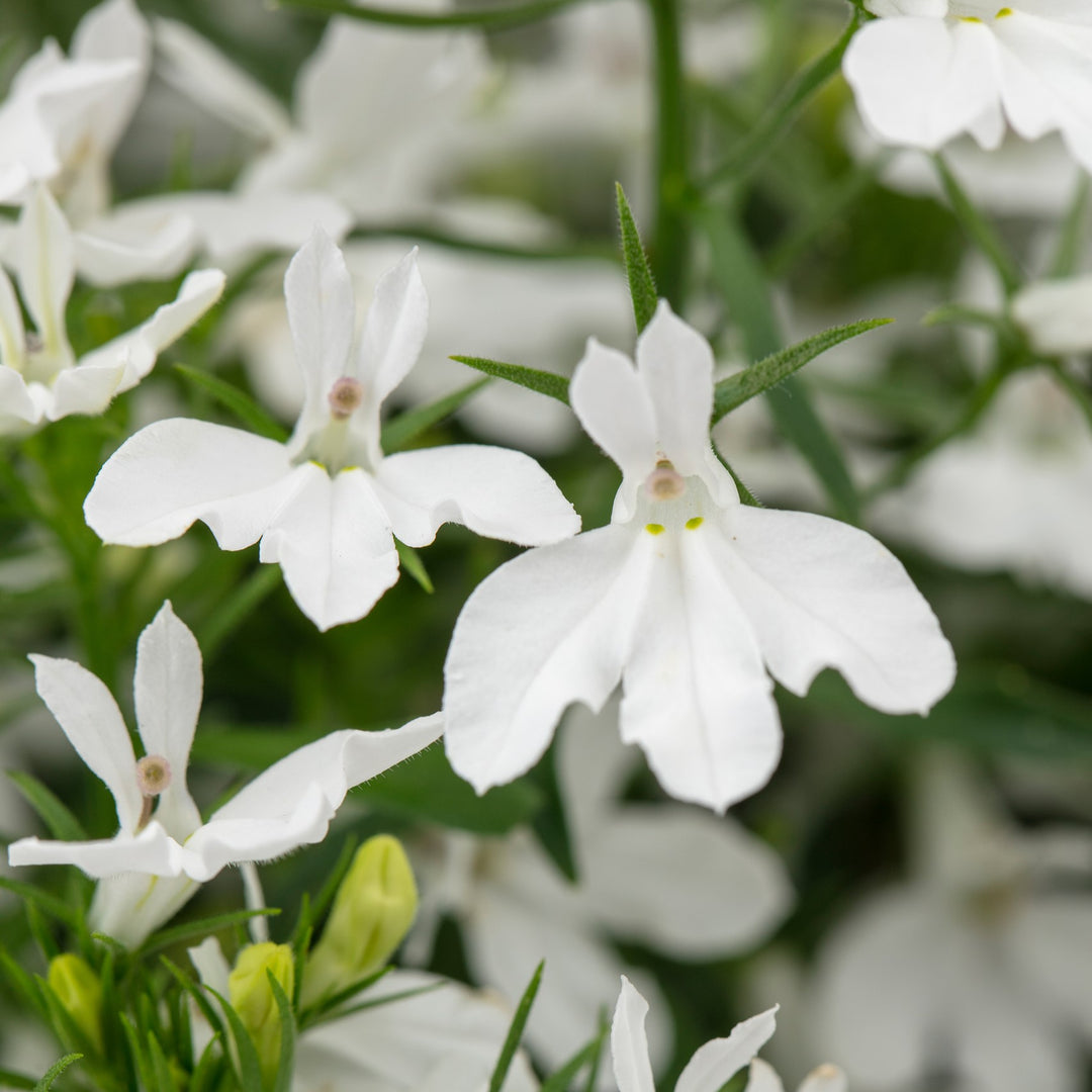 Lobelia 'Hot Plus White' ~ HOT+ White Lobelia-ServeScape