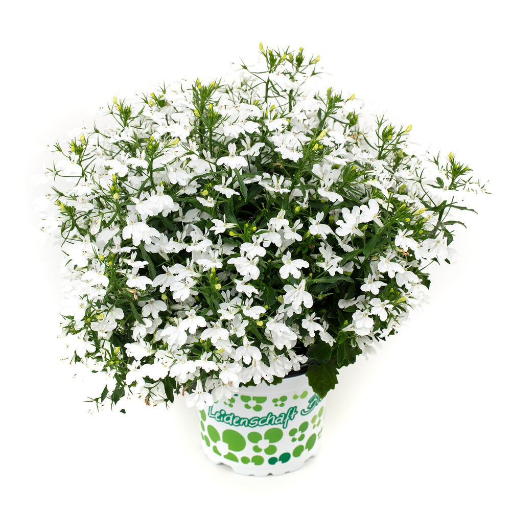 Lobelia 'Hot Plus White' ~ HOT+ White Lobelia-ServeScape
