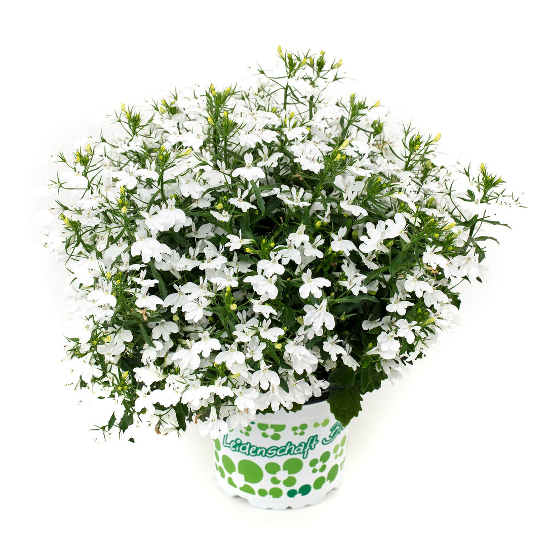 Lobelia 'Hot Plus White' ~ HOT+ White Lobelia-ServeScape