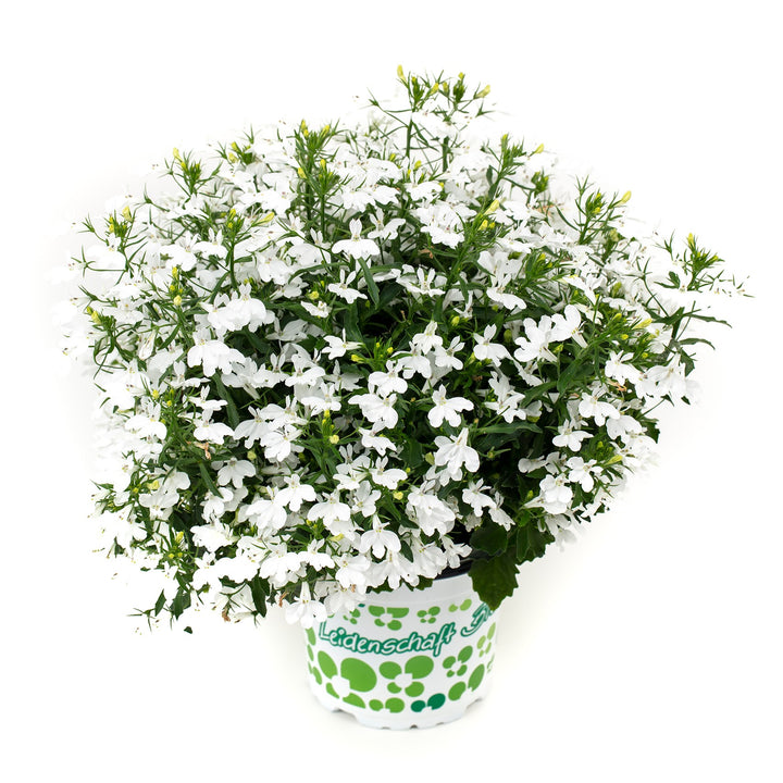 Lobelia 'Hot Plus White' ~ HOT+ White Lobelia-ServeScape