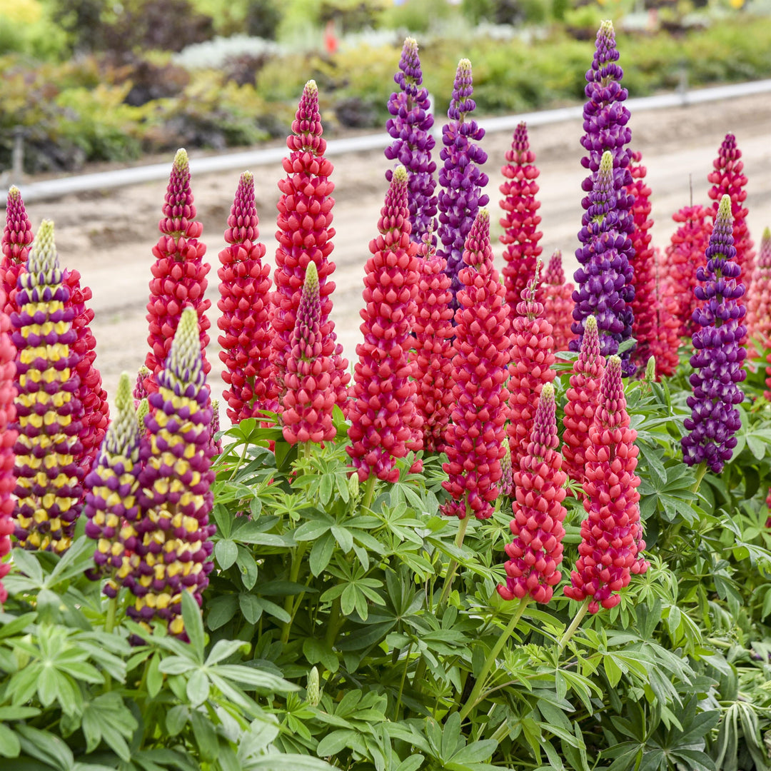 Lupinus 'Candyland Mix' ~ Candyland Mix Lupine-ServeScape
