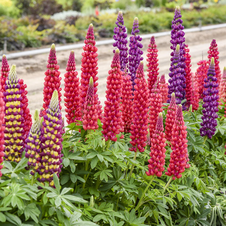 Lupinus 'Candyland Mix' ~ Candyland Mix Lupine-ServeScape