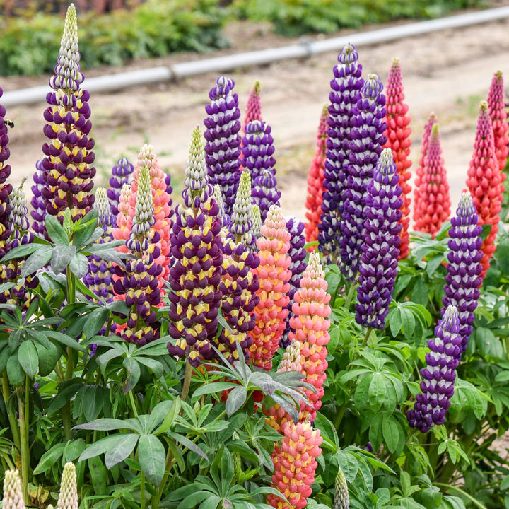 Lupinus 'Candyland Mix' ~ Candyland Mix Lupine-ServeScape