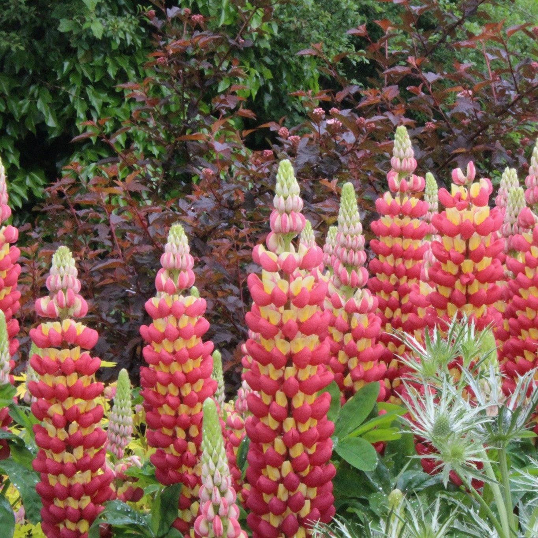 Lupinus 'Tutti Fruitti Mix' ~ Tutti Fruitti Mix Lupine-ServeScape