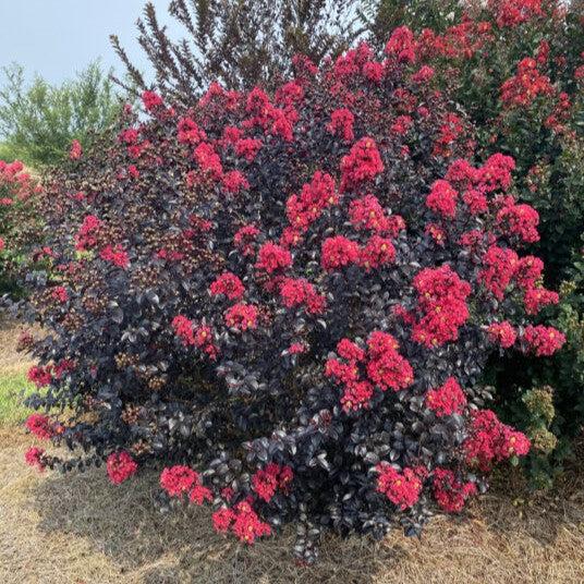 Lagerstroemia 'Bailllagtwo' PP34,639 ~ First Editions® Shadow Magic Crape Myrtle-ServeScape