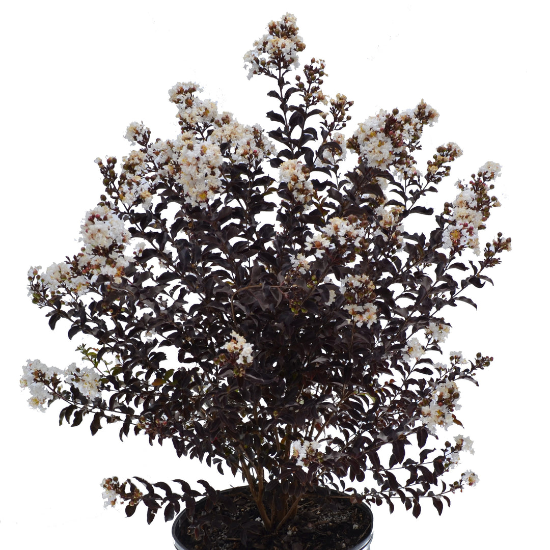 Lagerstroemia 'JBG 19020' ~ Black Diamond® Crystalline Crape Myrtle-ServeScape