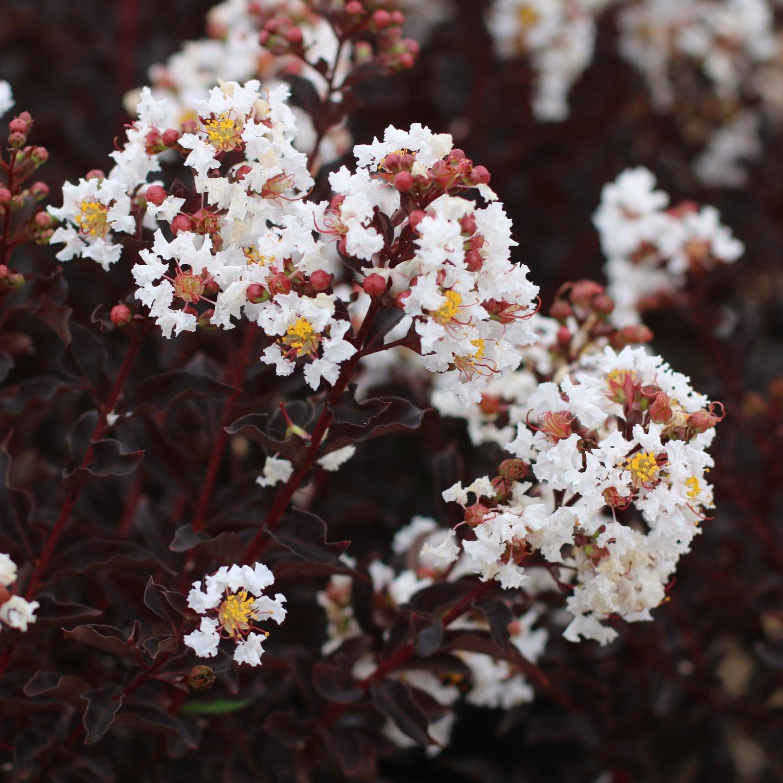 Lagerstroemia 'JBG 19020' ~ Black Diamond® Crystalline Crape Myrtle-ServeScape