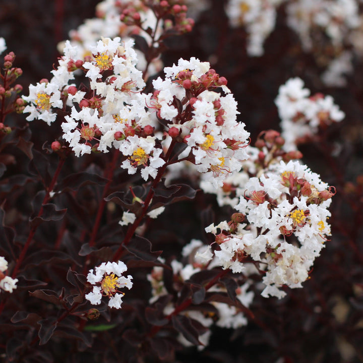 Lagerstroemia 'JBG 19020' ~ Black Diamond® Crystalline Crape Myrtle-ServeScape