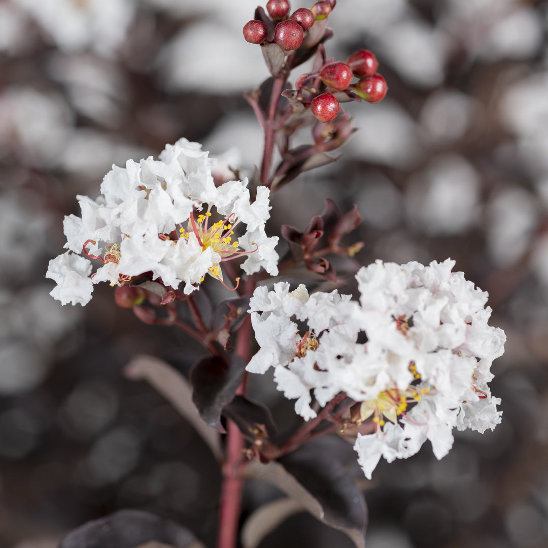 Lagerstroemia 'JBG 19020' ~ Black Diamond® Crystalline Crape Myrtle-ServeScape