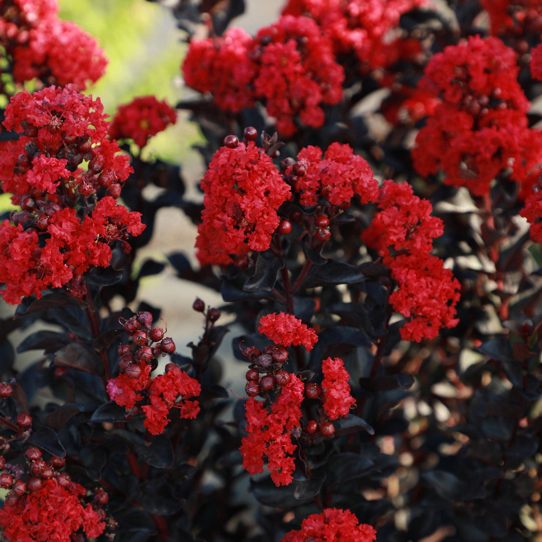 Lagerstroemia 'JBG 19101 ~ Black Diamond® Radiant Red™ Crape Myrtle-ServeScape