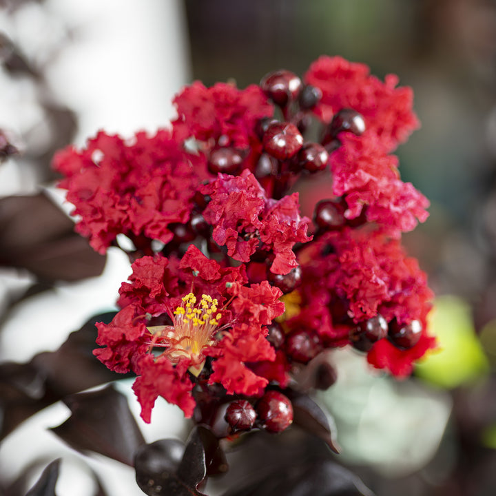 Lagerstroemia 'JBG 19101 ~ Black Diamond® Radiant Red™ Crape Myrtle-ServeScape