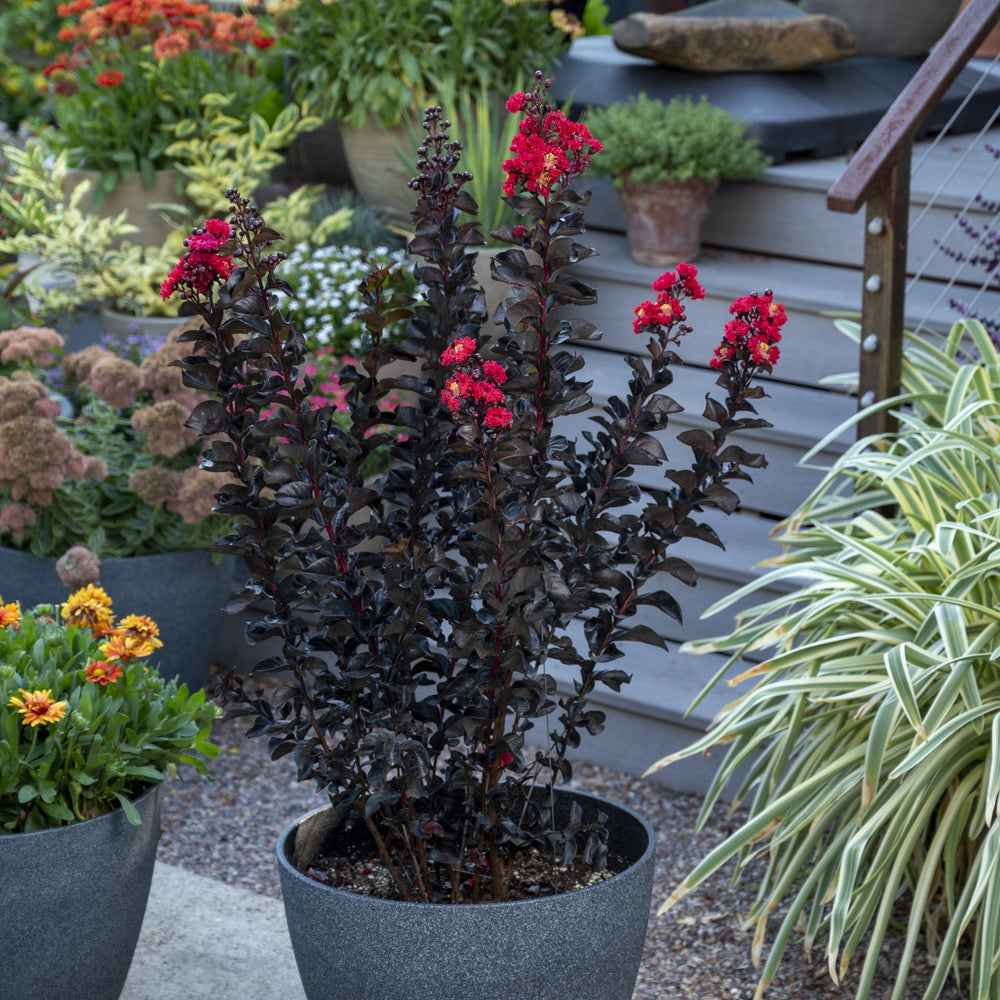 Lagerstroemia 'JBG 19101 ~ Black Diamond® Radiant Red™ Crape Myrtle-ServeScape