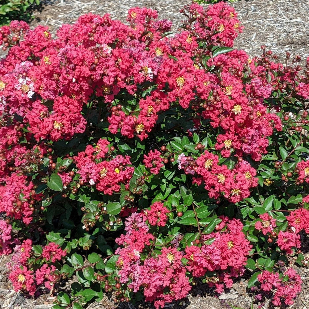 Lagerstroemia indica 'Strawconbel' PP 33,517 ~ Bellini® Strawberry Crape Myrtle-ServeScape