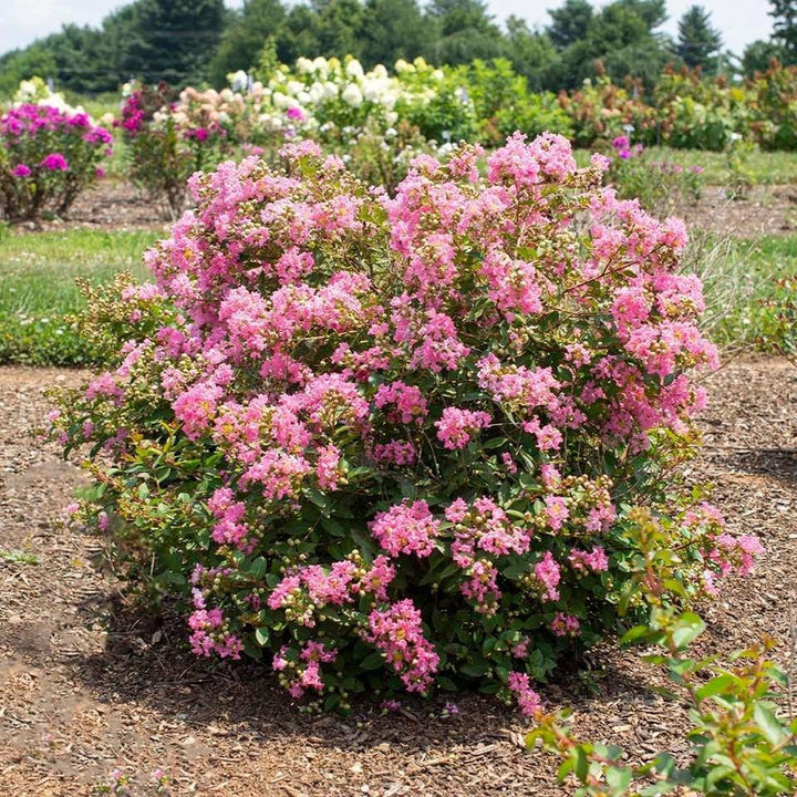Lagerstroemia indica 'Bellaggua' PP 33,482 ~ Bellini® Guava Crape Myrtle-ServeScape