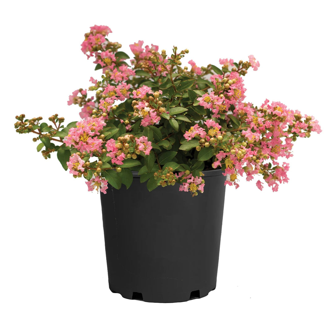 Lagerstroemia indica 'Bellaggua' PP 33,482 ~ Bellini® Guava Crape Myrtle-ServeScape