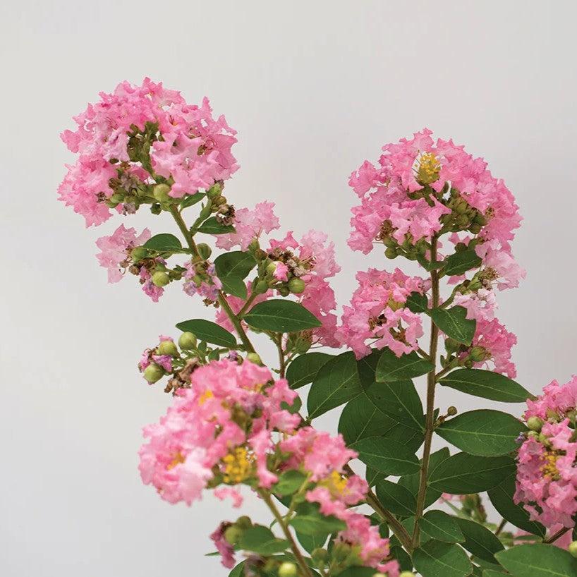 Lagerstroemia indica 'Bellaggua' PP 33,482 ~ Bellini® Guava Crape Myrtle-ServeScape
