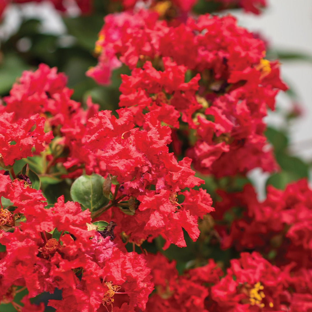 Lagerstroemia indica 'Strawconbel' PP 33,517 ~ Bellini® Strawberry Crape Myrtle-ServeScape