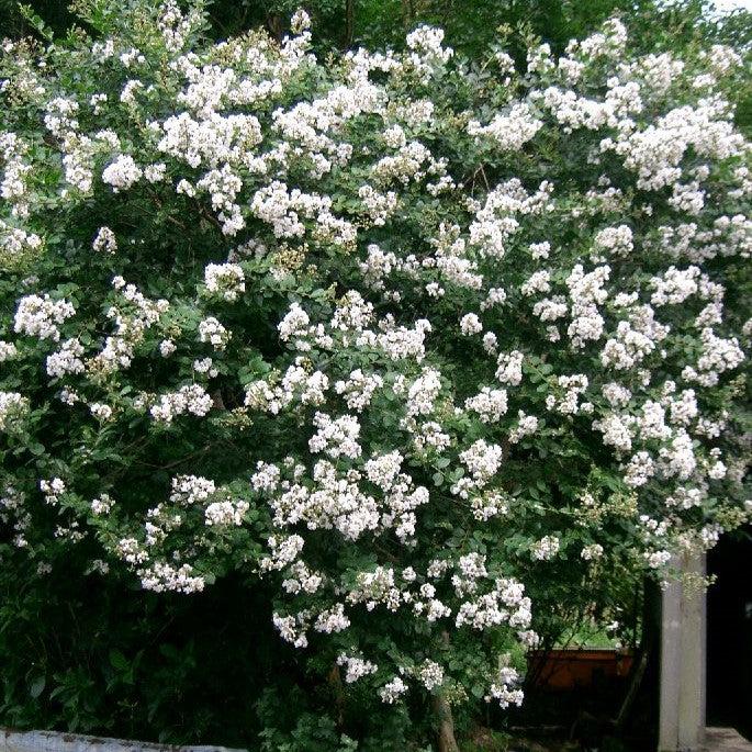 Lagerstroemia indica ~ Crape Myrtle-ServeScape