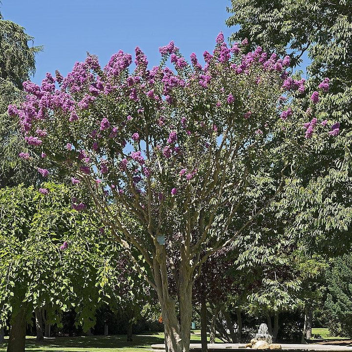 Lagerstroemia indica ~ Crape Myrtle-ServeScape