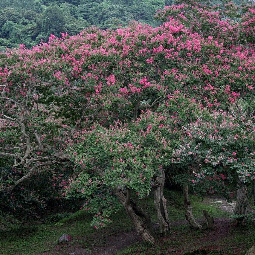 Lagerstroemia indica ~ Crape Myrtle-ServeScape