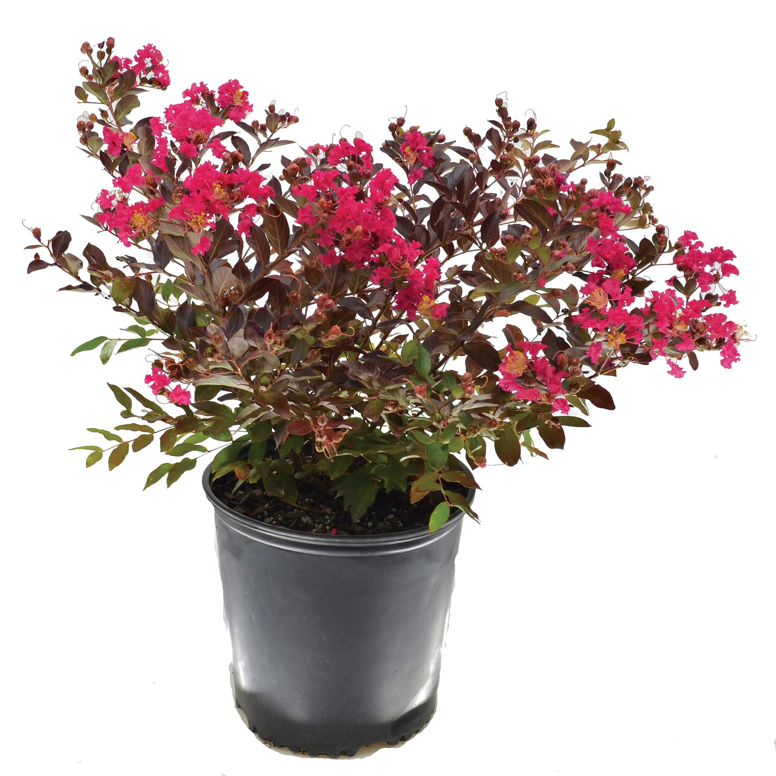 Lagerstroemia 'JBG 19003' ~ Black Diamond® Pavé Pink™ Crape Myrtle-ServeScape