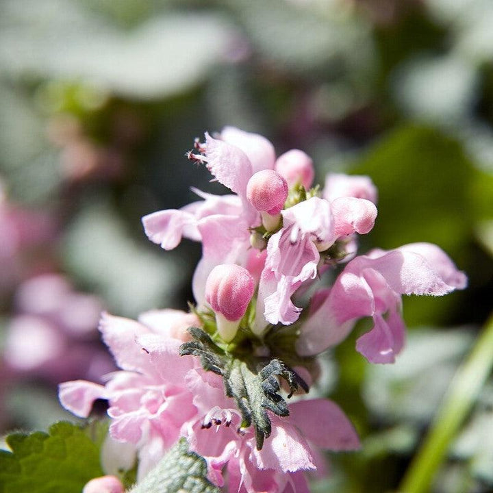 Lamium maculatum 'Pink Pewter' ~ Pink Pewter Deadnettle-ServeScape