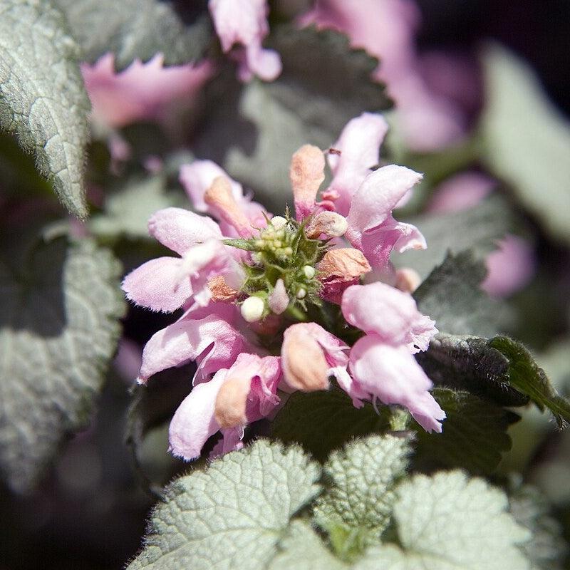 Lamium maculatum 'Pink Pewter' ~ Pink Pewter Deadnettle-ServeScape