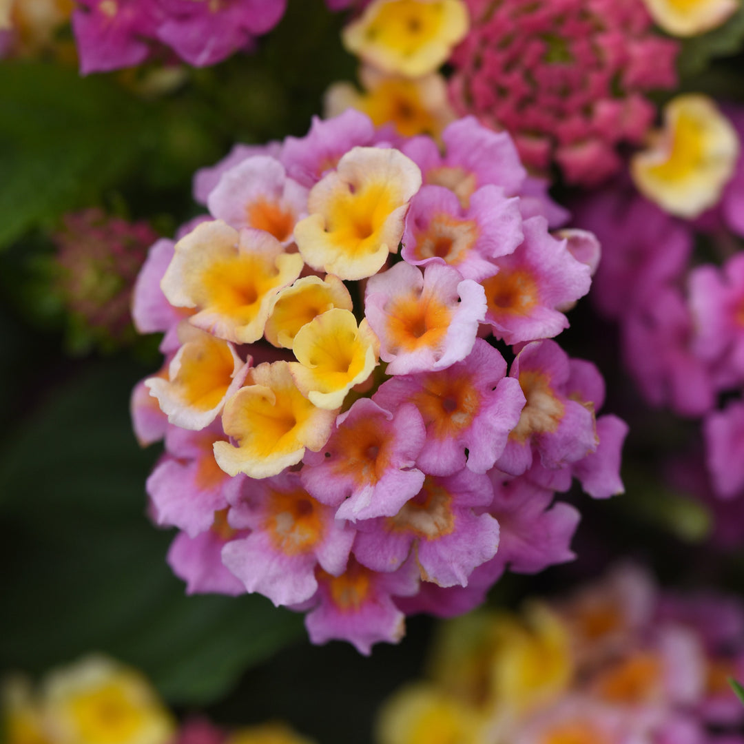 Lantana camara 'Balucink' ~ Lucky™ Pink Lantana-ServeScape