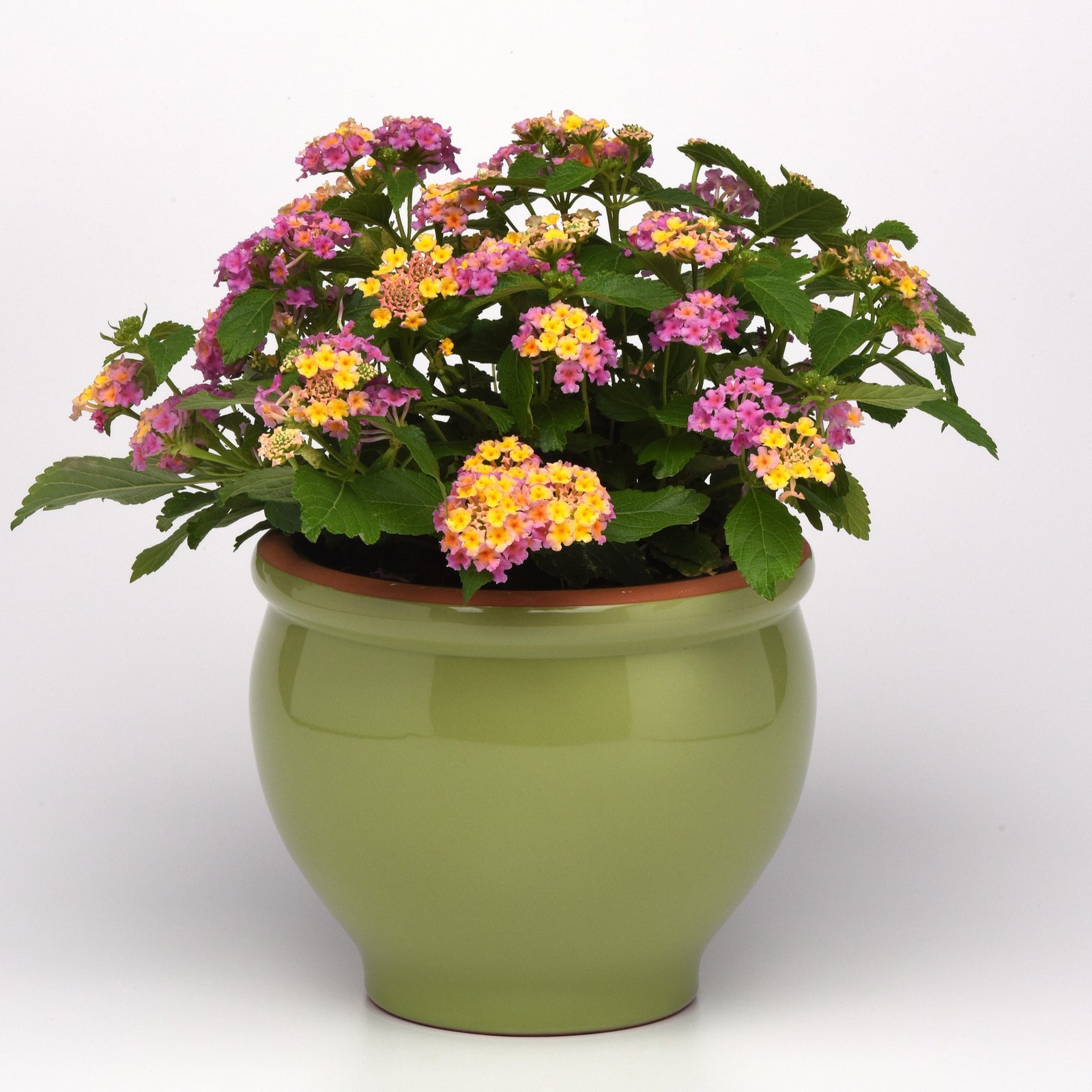 Lantana camara 'Balucink' ~ Lucky™ Pink Lantana-ServeScape