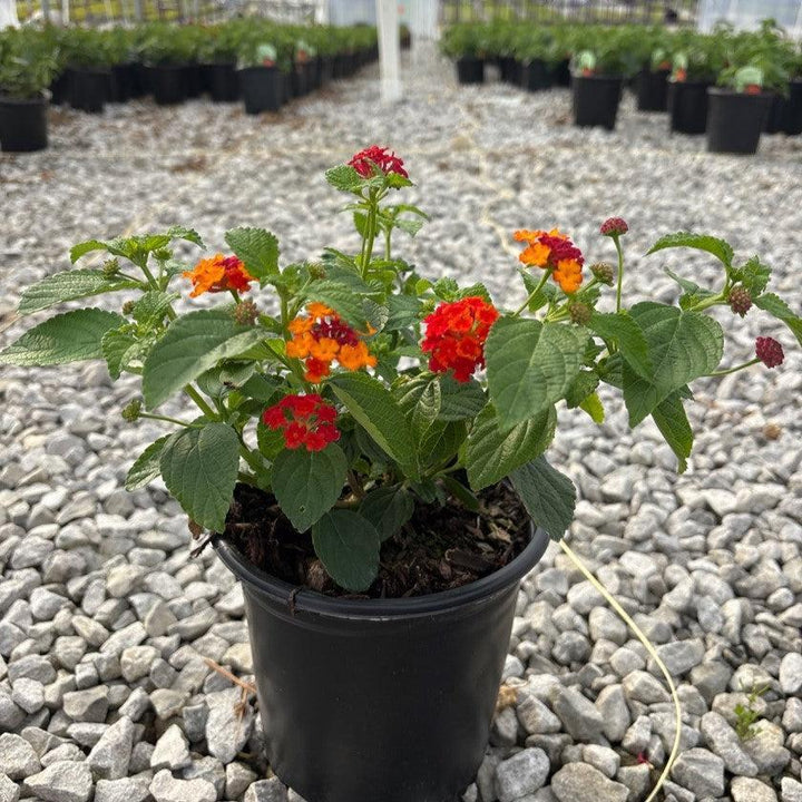 Lantana camara 'Red Spread' PP14691 ~ Red Spread Lantana-ServeScape
