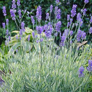 Lavandula angustifolia 'Momparler' ~ Platinum Blonde™ English Lavender-ServeScape