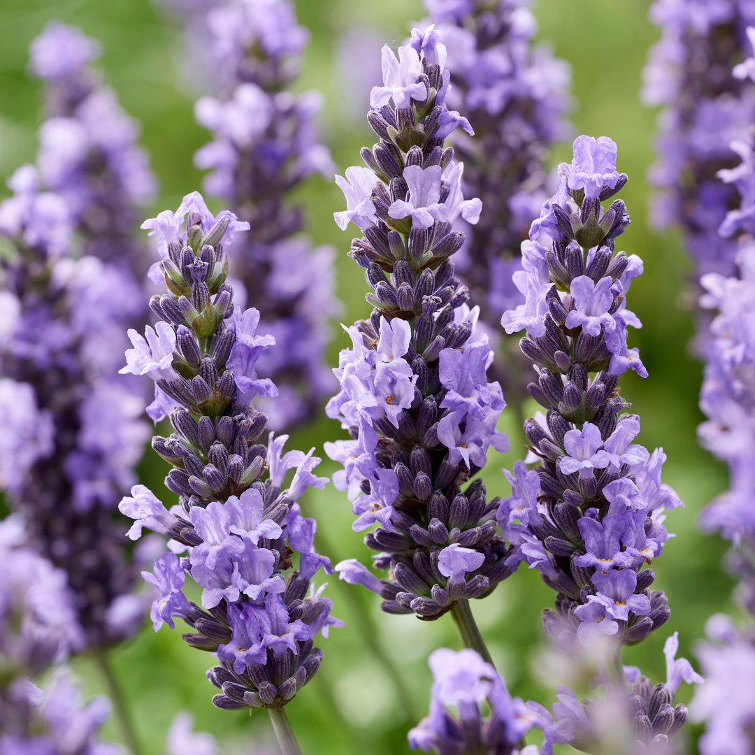 Lavandula x intermedia 'Tesseract' ~ Sensational!® Lavender-ServeScape