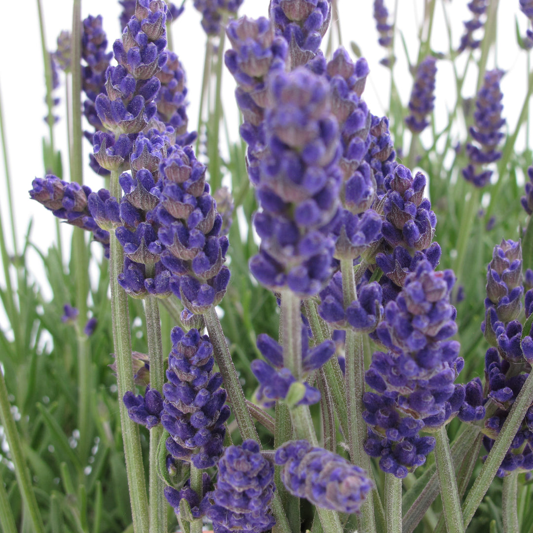 Lavandula angustifolia 'Annet' ~ Annet Lavender-ServeScape