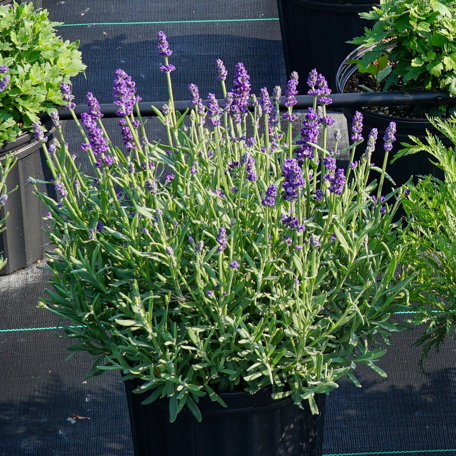 Lavandula angustifolia 'Annet' ~ Annet Lavender-ServeScape