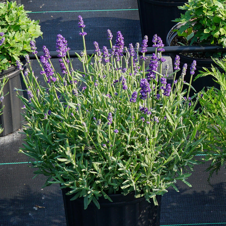 Lavandula angustifolia 'Annet' ~ Annet Lavender-ServeScape