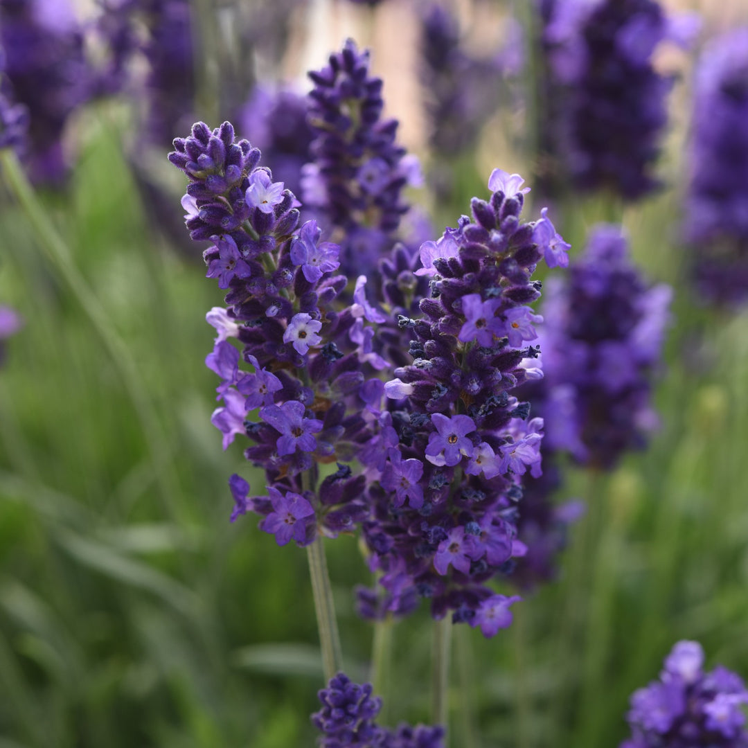 Lavandula angustifolia 'PAS1213794' ~ Blue Spear English Lavender-ServeScape