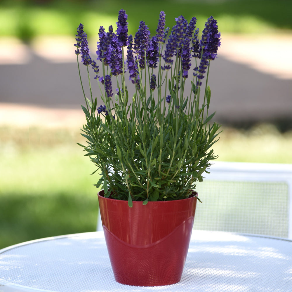 Lavandula angustifolia 'PAS1213794' ~ Blue Spear English Lavender-ServeScape