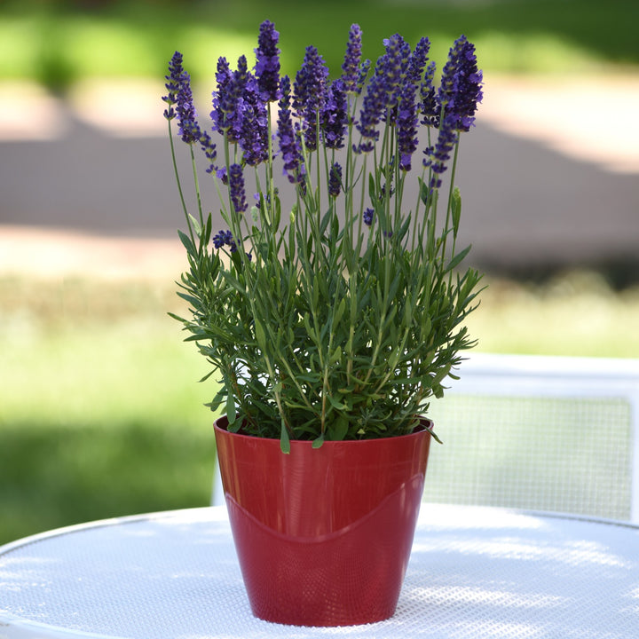 Lavandula angustifolia 'PAS1213794' ~ Blue Spear English Lavender-ServeScape