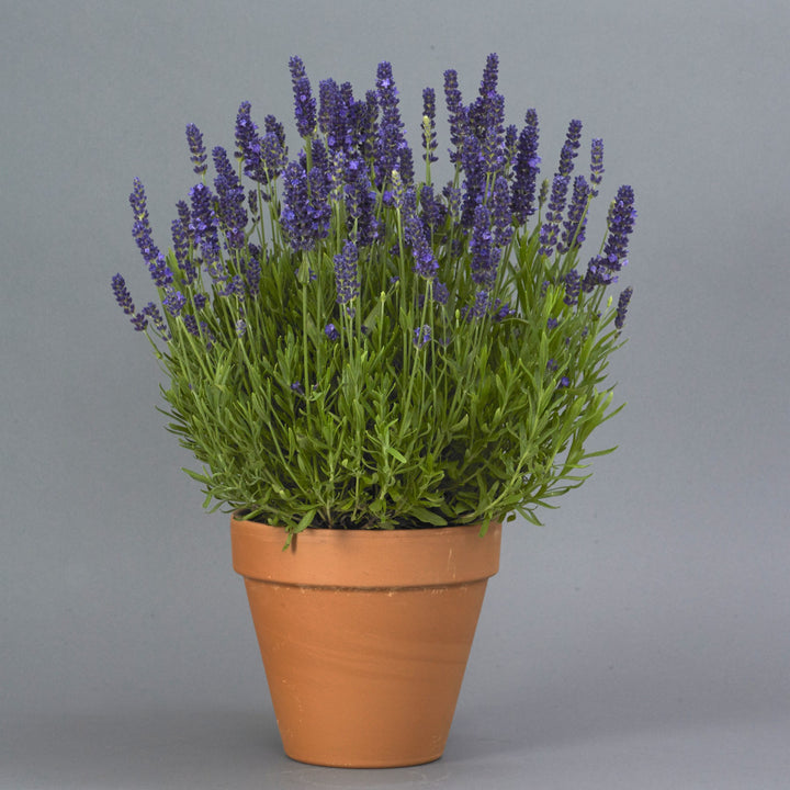 Lavandula angustifolia 'PAS1213794' ~ Blue Spear English Lavender-ServeScape