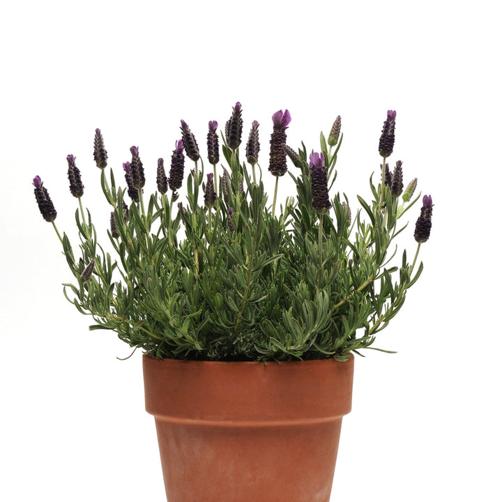 Lavandula stoechas 'Anouk Deluxe 901 ' ~ Anouk Supreme Lavender-ServeScape