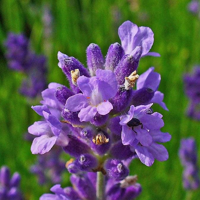 Lavandula angustifolia 'Vintro Blue' ~ Vintro® Blue Lavender-ServeScape
