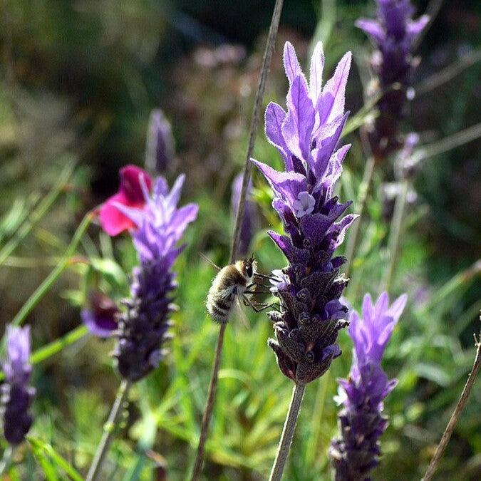 Lavandula dentata ~ French Lavender, Fringed Lavender-ServeScape