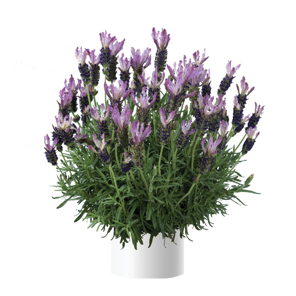 Lavandula stoechas 'Laveanna Grand Purple' ~ Laveanna™ Grand Purple Lavender-ServeScape