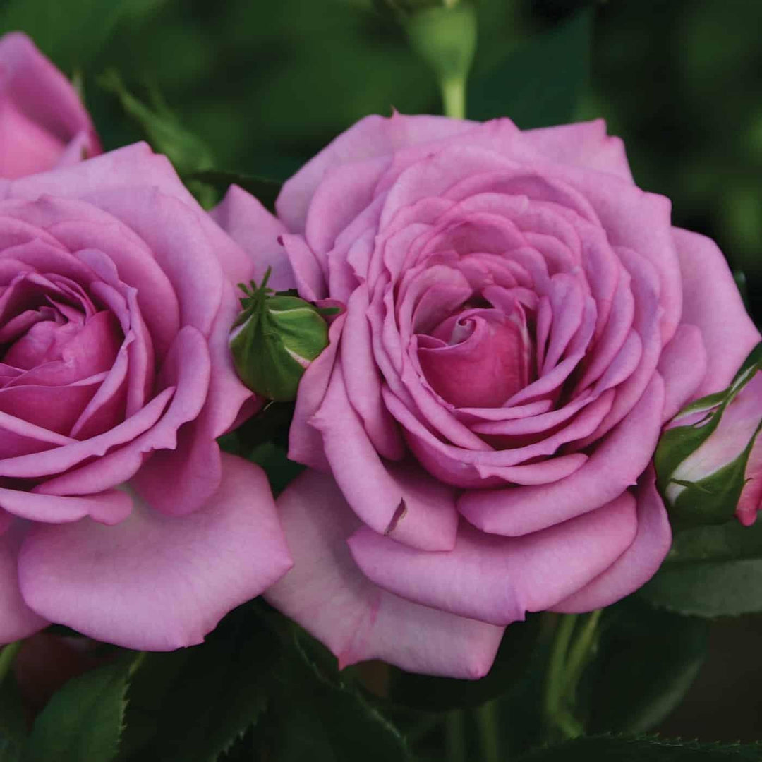 Rosa 'KORfloci67' PP23683 ~ Veranda® Lavender™ Rose-ServeScape