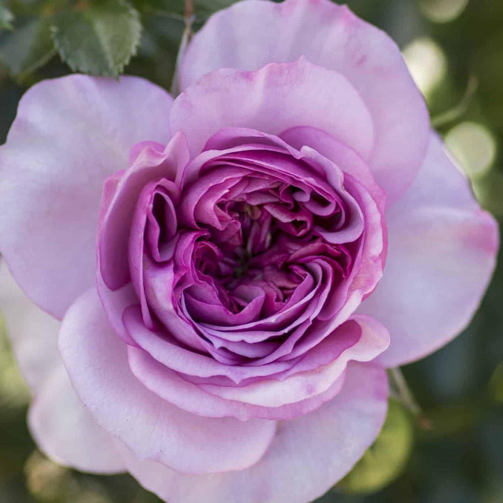 Rosa 'KORfloci67' PP23683 ~ Veranda® Lavender™ Rose-ServeScape