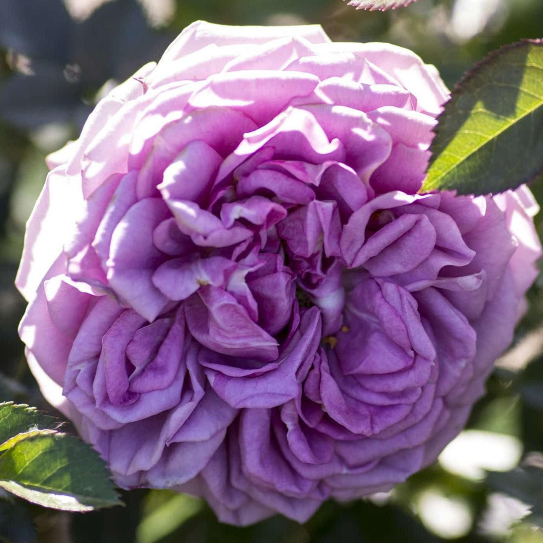 Rosa 'KORfloci67' PP23683 ~ Veranda® Lavender™ Rose-ServeScape
